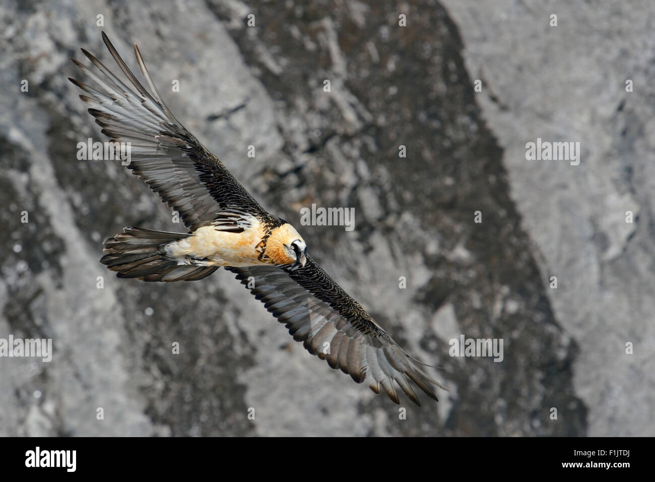 Gypaetus barbatus / Bartgeier / Laemmergeier / Bearded vulture flying in front of a steep cliff / slope. Stock Photo