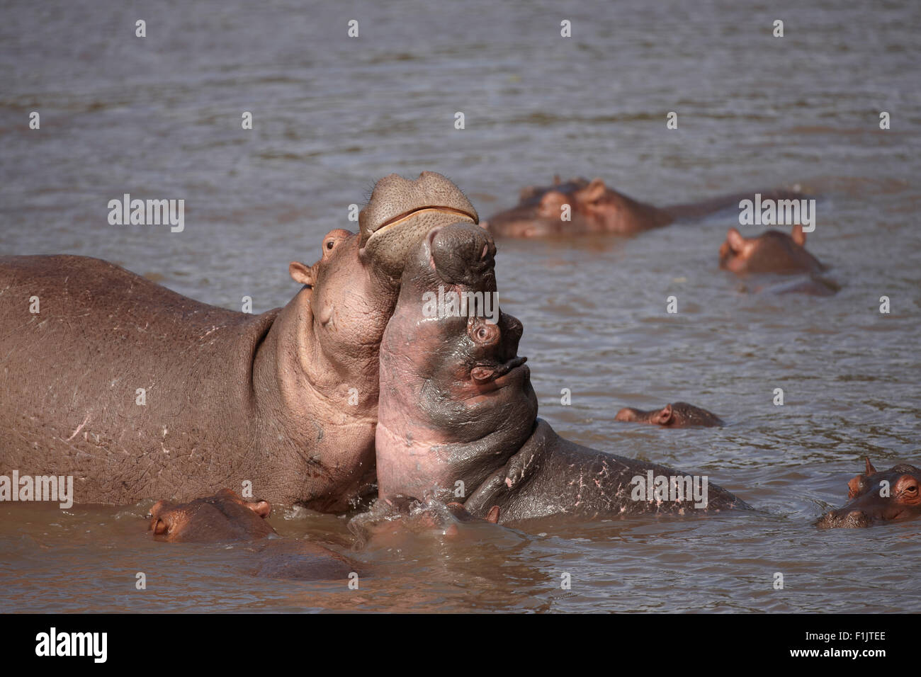 Hippo in the water, Singita Grumeti, Tanzania Stock Photo