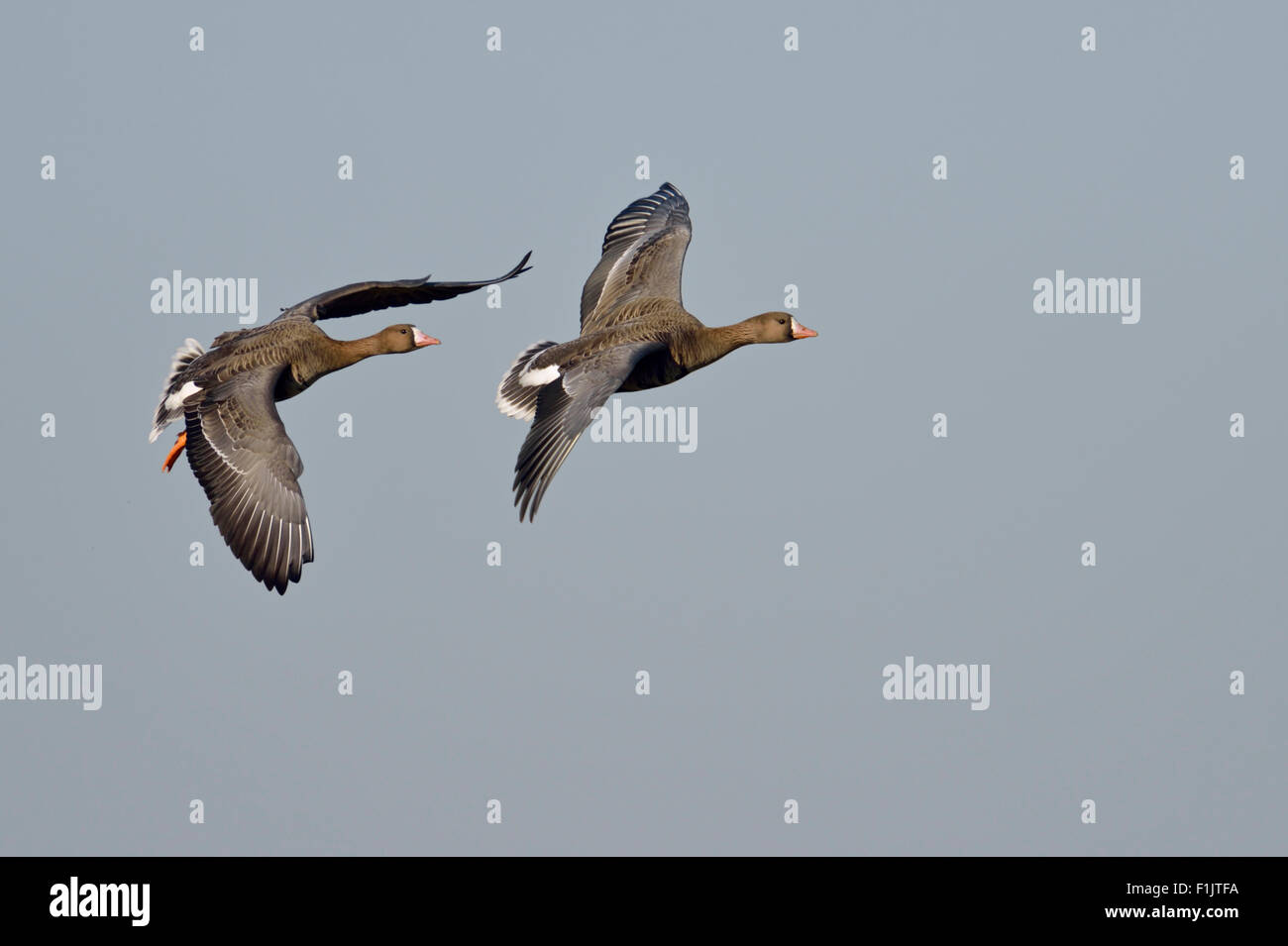 Two Anser albifrons / White-fronted Geese / Blaessgaense / Geese flying against blue sky. Stock Photo