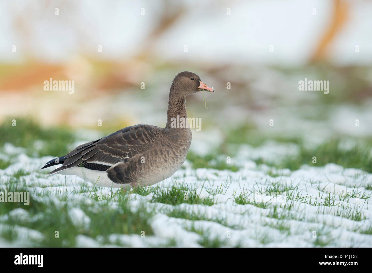 Young Anser albifrons / White-fronted Goose / Arctic goose / Blessgans spends the winter on a meadow at Lower Rhine / Germany. Stock Photo
