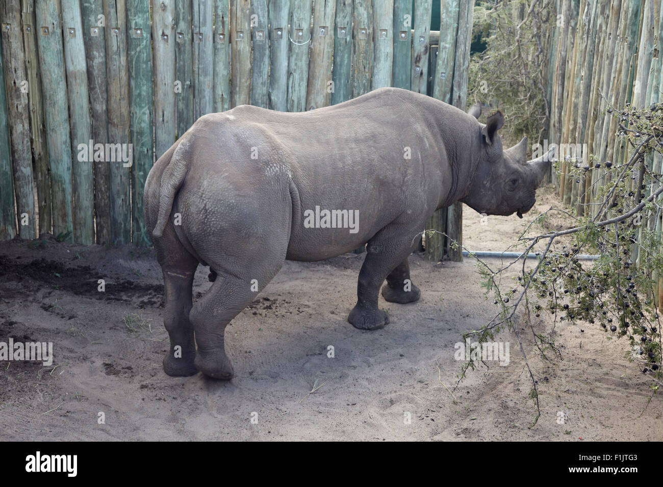 Michaeli species of rhinos, rhino relocation programme, Singita Grumeti, Tanzania Stock Photo