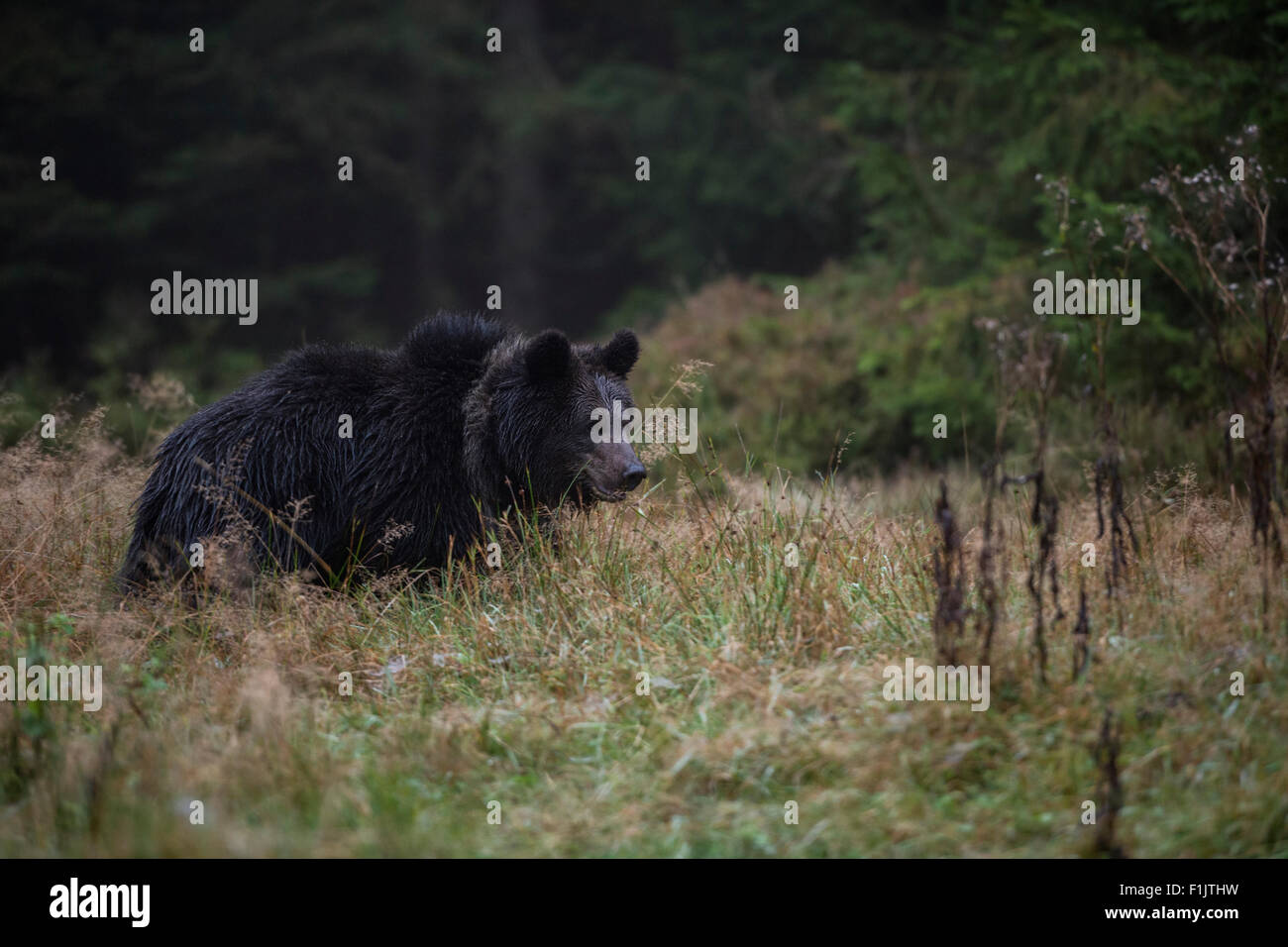 Brown Bear / Europaeischer Braunbaer ( Ursus arctos ) sneaks early in the morning over a natural clearing. Stock Photo