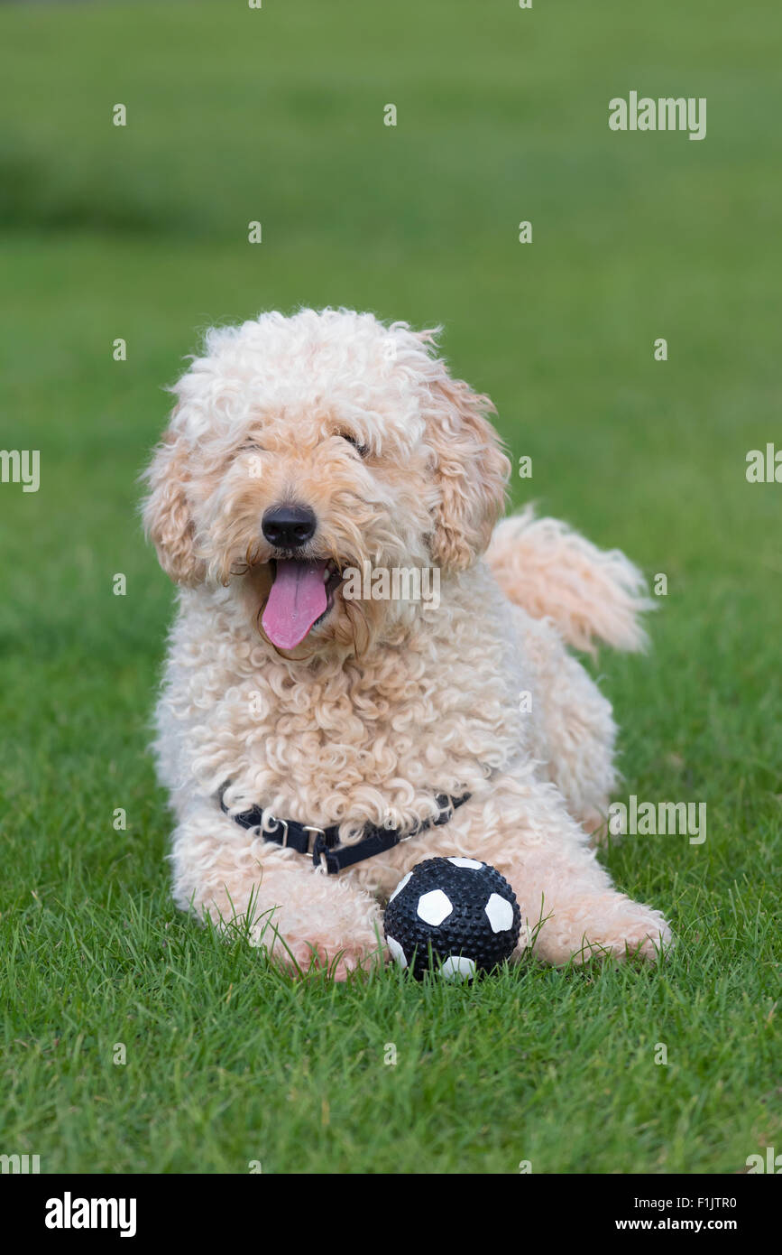 Cute panting Labradoodle dog with his ball Stock Photo Alamy