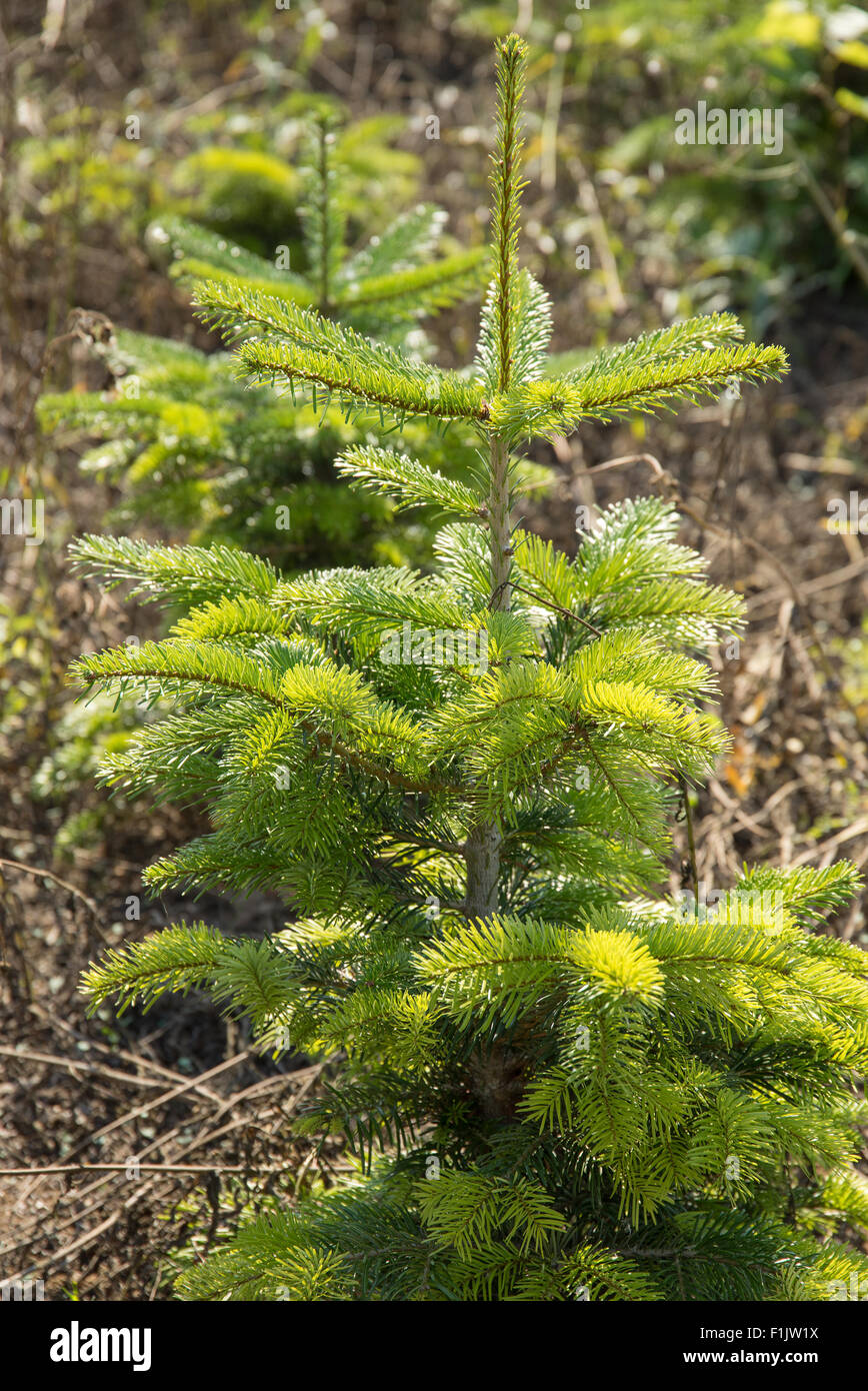 detail of a small fir tree in a nursery garden Stock Photo Alamy