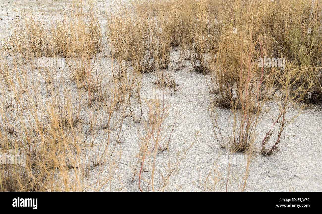 detail shot showing a arid environment with sere plants and dry earth Stock Photo