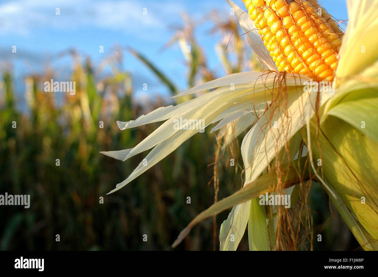 Corn in a corn field. Mpumalanga, South Africa. Stock Photo
