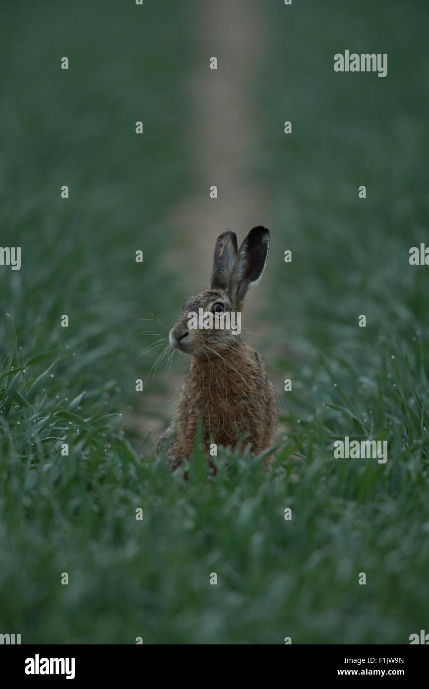 Feldhase / Hase / Brown Hare / European Hare / Hare sits in a cornfield and looks around. Stock Photo