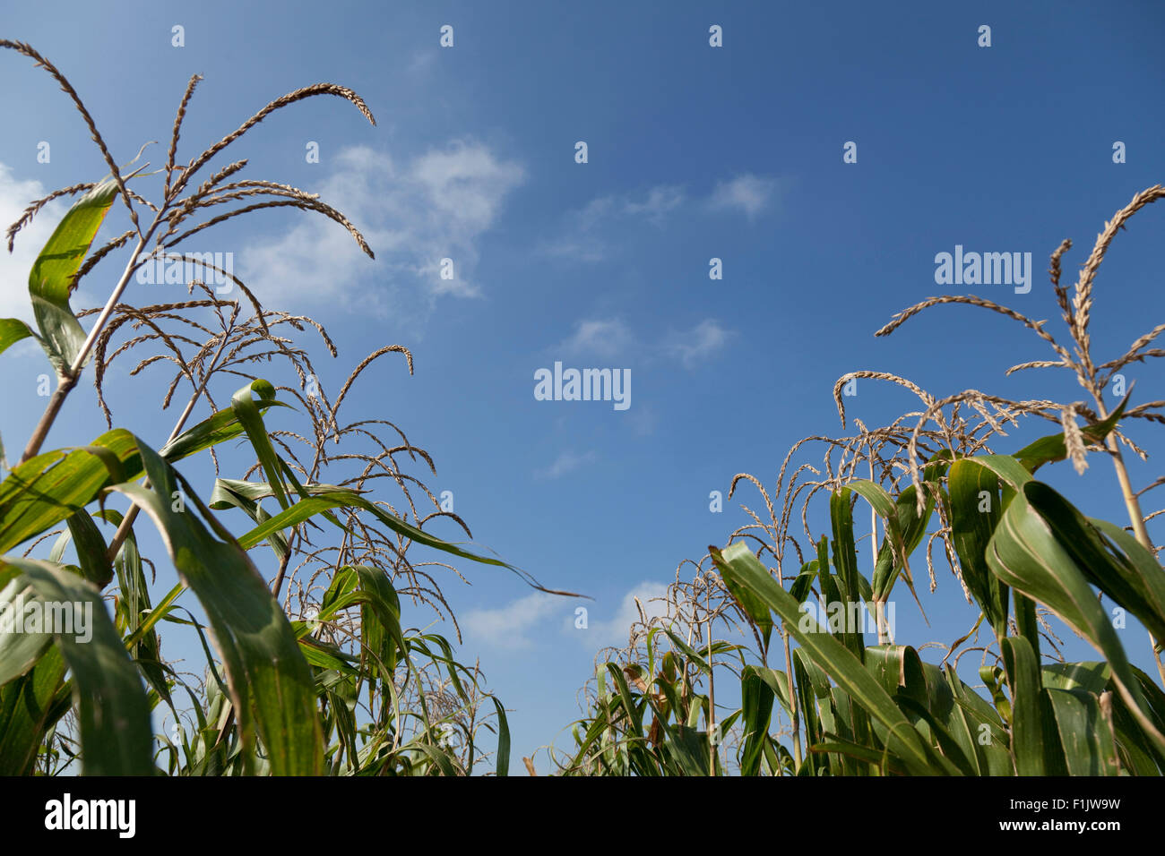 Corn field, agriculture Stock Photo