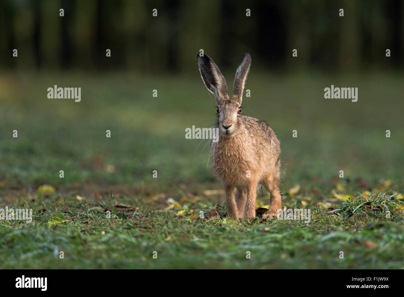 Lepus europaeus / Brown Hare / European Hare / Hare / Feldhase / Hase sits on mown grass. Stock Photo