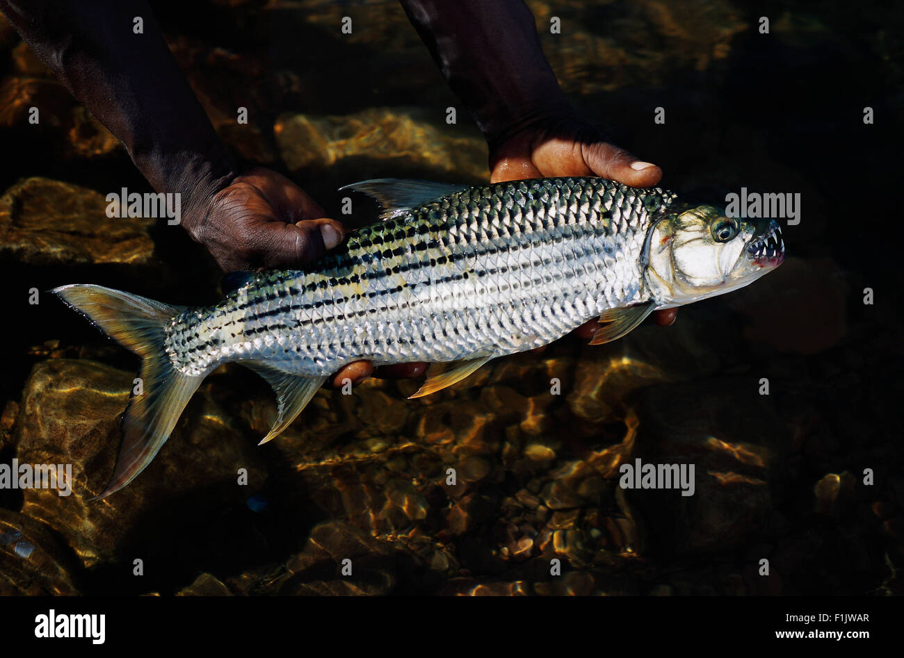 Tiger fish hi-res stock photography and images - Alamy