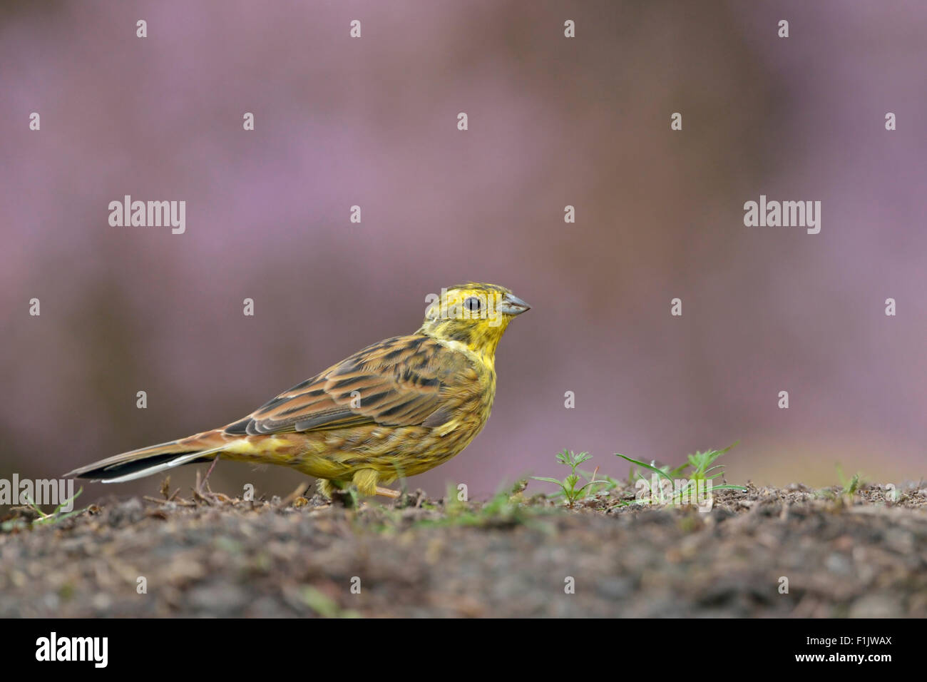 Yellowhammer / Goldammer ( Emberiza citrinella ) sits on the ground in front of purple blossoming heather. Stock Photo