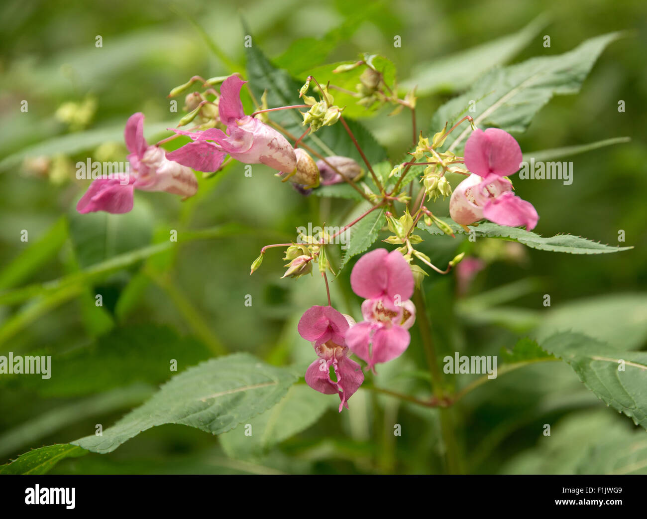 flower named Policemans helmet in green leavy ambiance Stock Photo