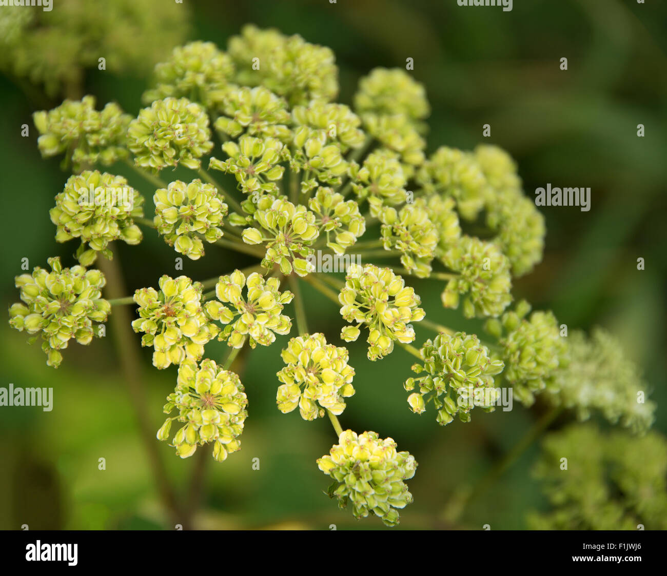 detail of a Apium flower in green ambiance Stock Photo