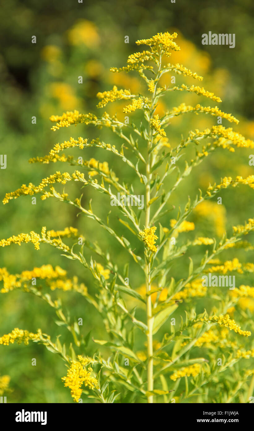 yellow Canadian goldenrod flower in natural ambiance Stock Photo