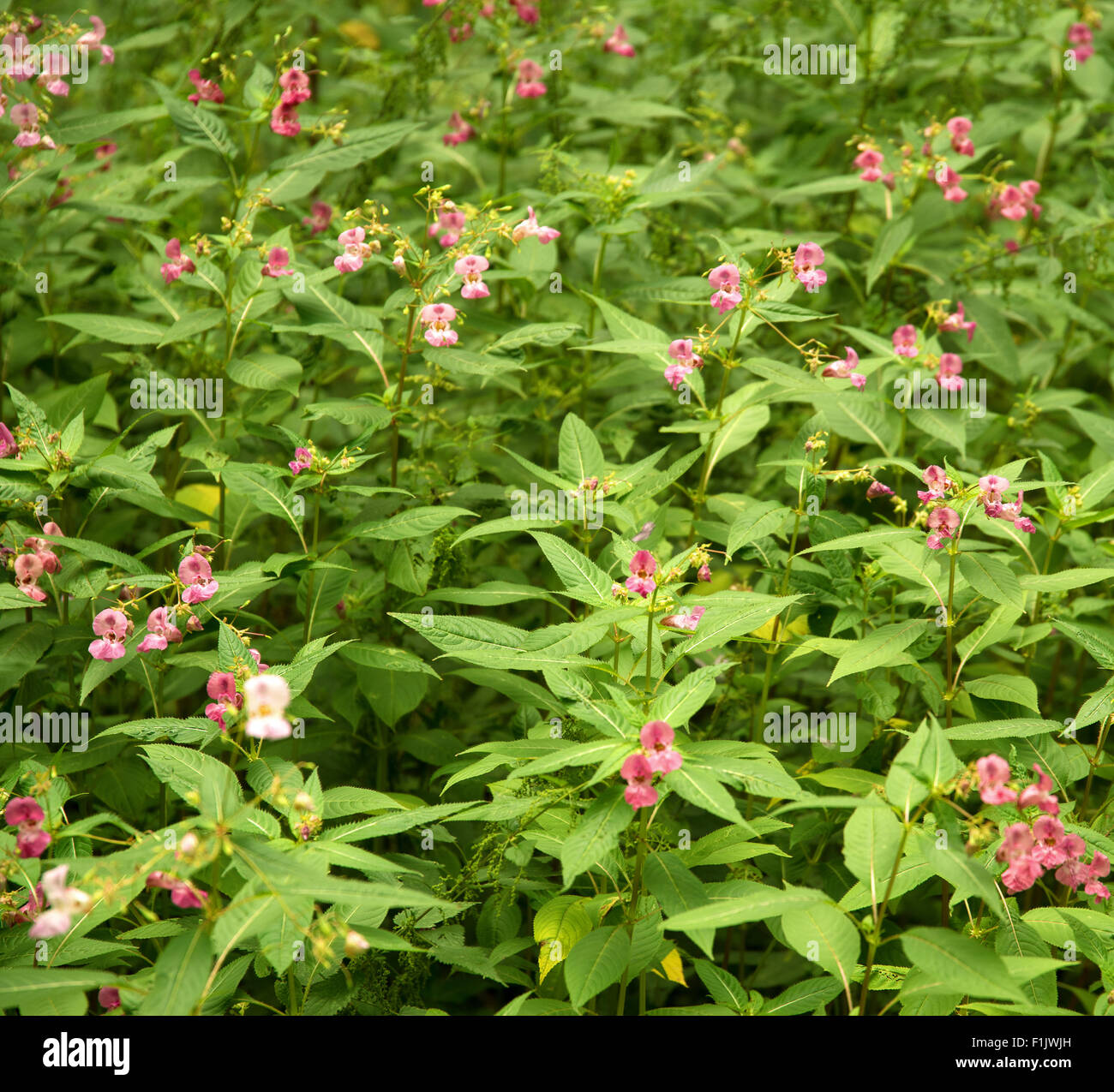 flower named Policemans helmet in green leavy ambiance Stock Photo