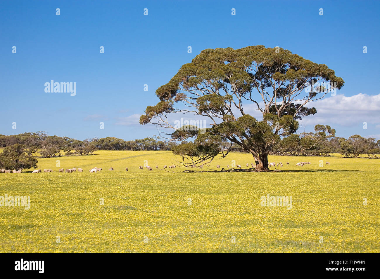 Sheeps on meadow with tree Stock Photo