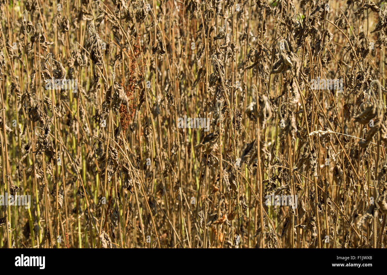 ful frame dry plant background in sunny ambiance Stock Photo