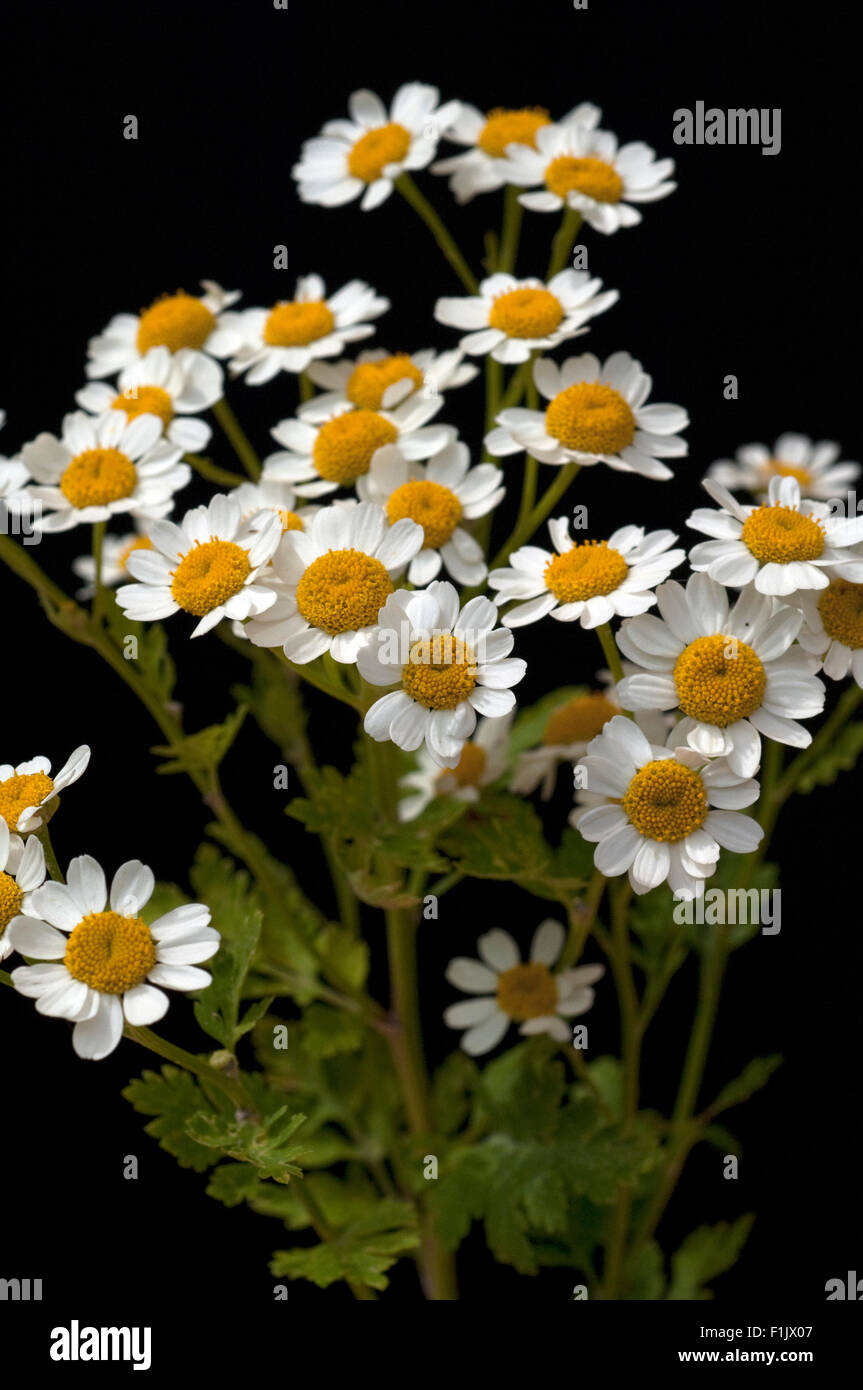 Roemischer Bertram; Anacyclus pyrethrum Stock Photo - Alamy