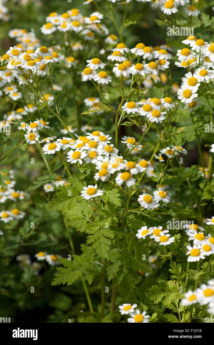 Roemischer Bertram; Anacyclus pyrethrum Stock Photo - Alamy