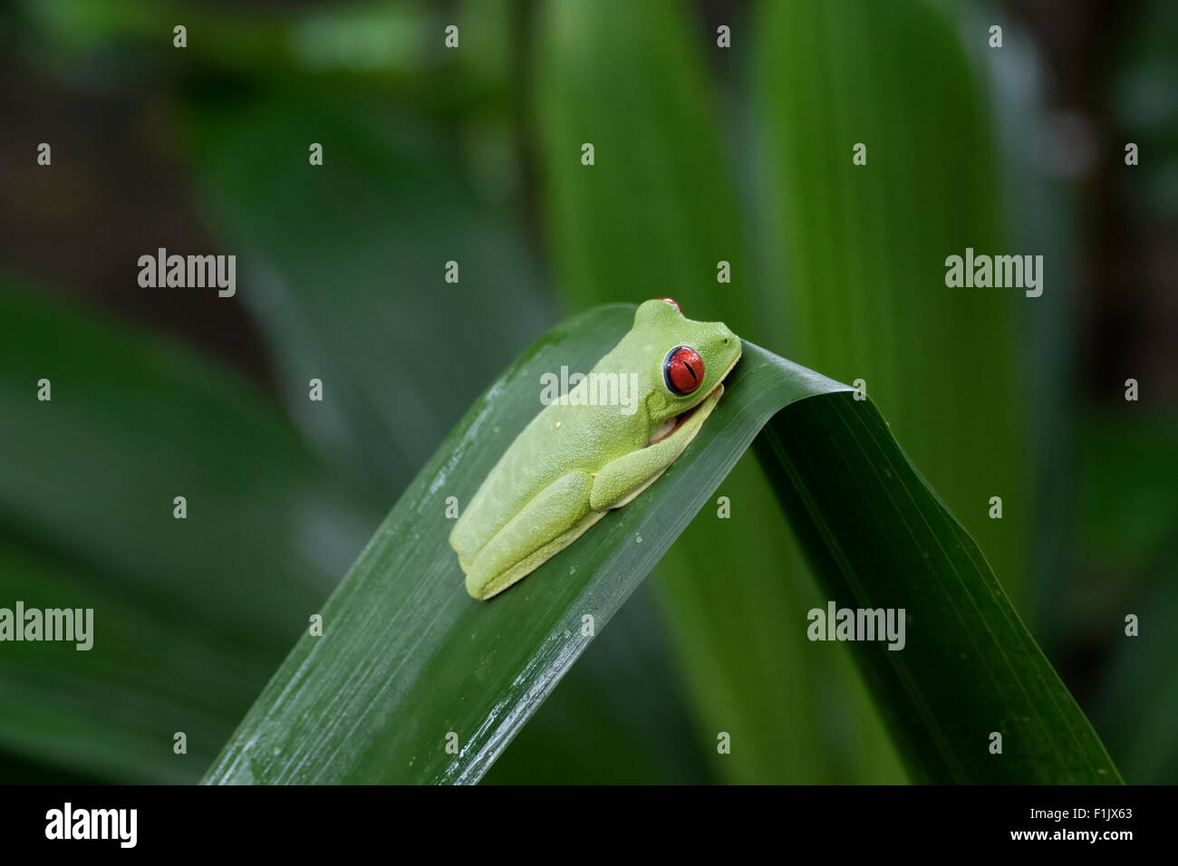 Red-eyed tree frog (Agalychnis callidryas) near Cahuita National Park, Costa Rica. Wild animal, fauna, wildlife, amphibian Stock Photo