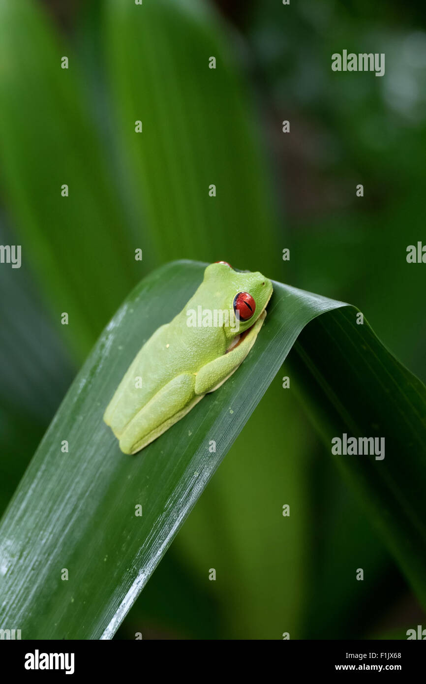 Red-eyed tree frog (Agalychnis callidryas) near Cahuita National Park, Costa Rica. Wild animal, fauna, nature, amphibian Stock Photo