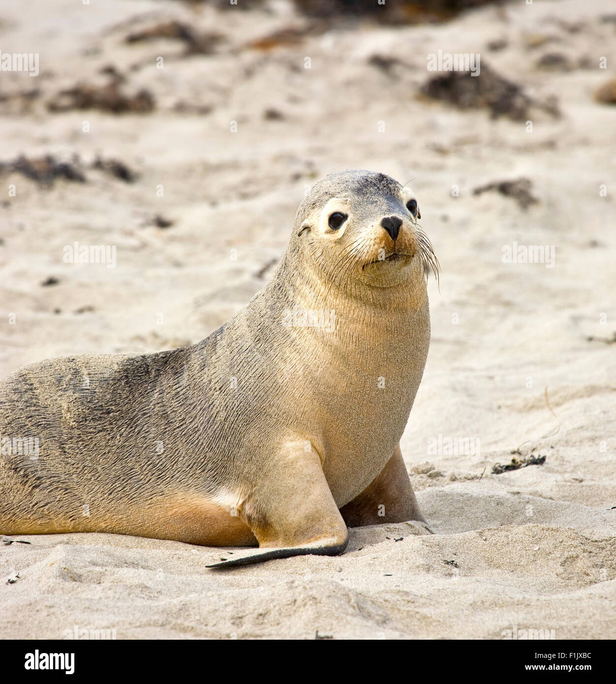Sea lion resting on a beach Stock Photo