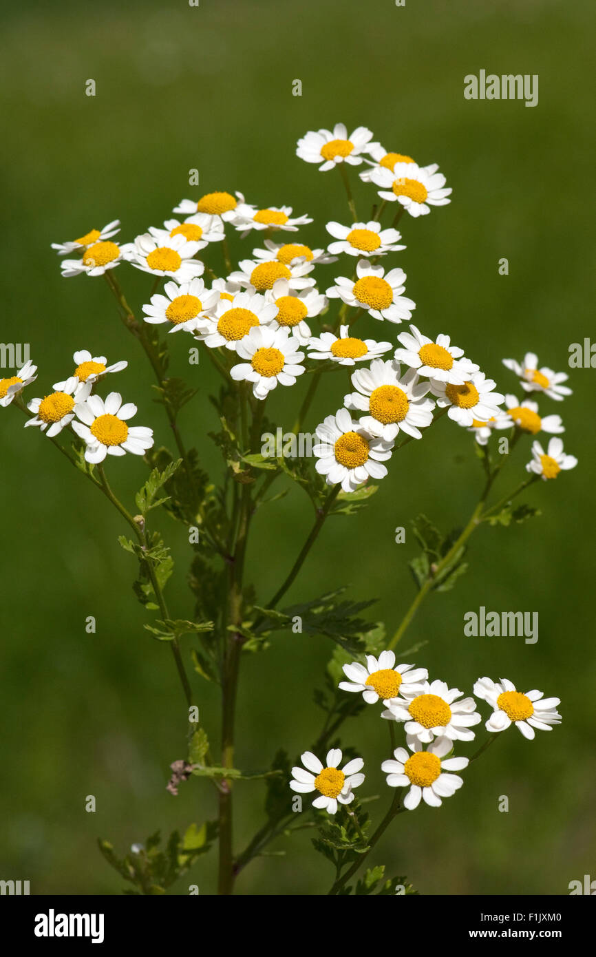 Roemischer Bertram; Anacyclus pyrethrum Stock Photo - Alamy