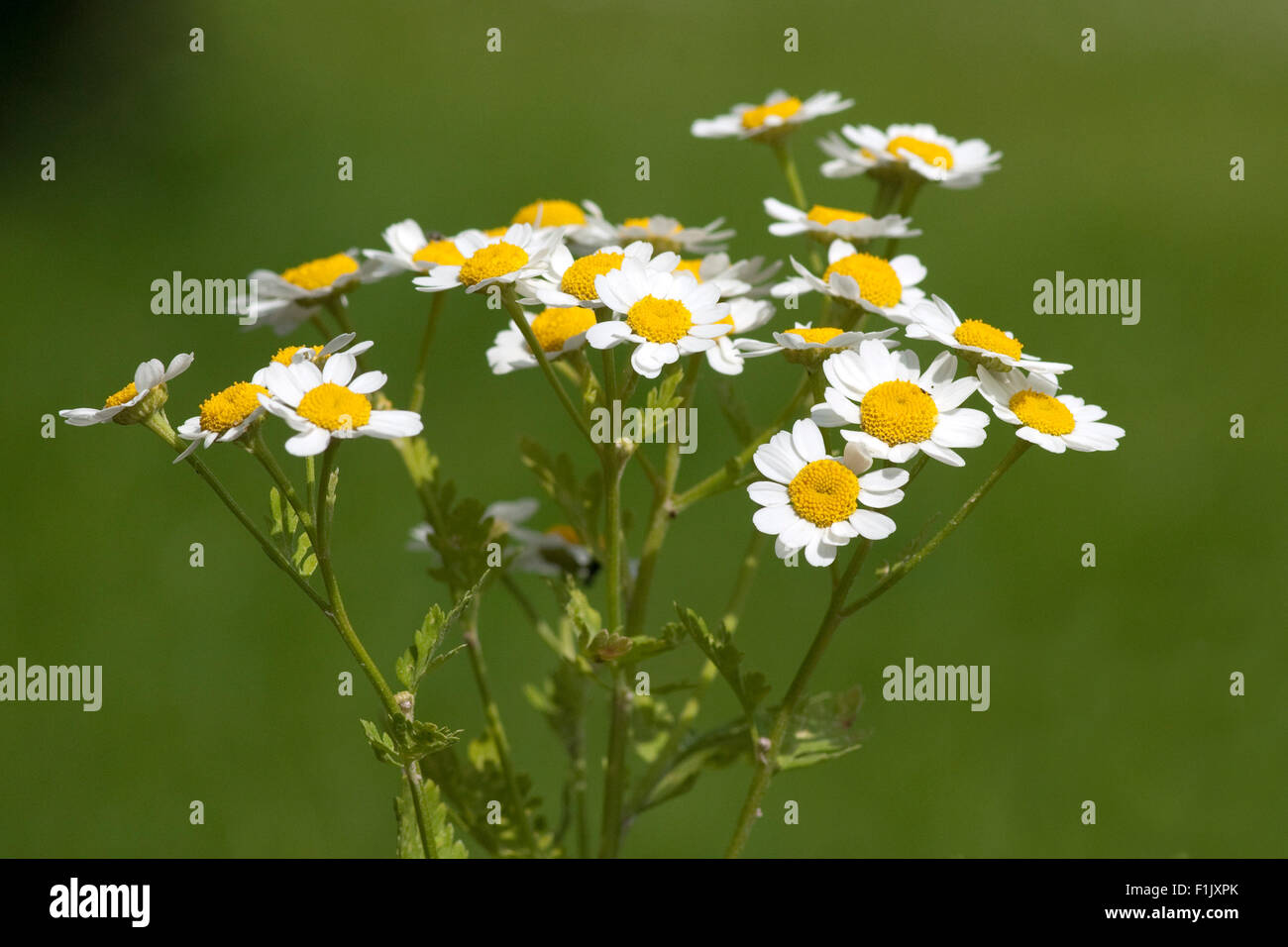 Roemischer Bertram; Anacyclus pyrethrum Stock Photo - Alamy
