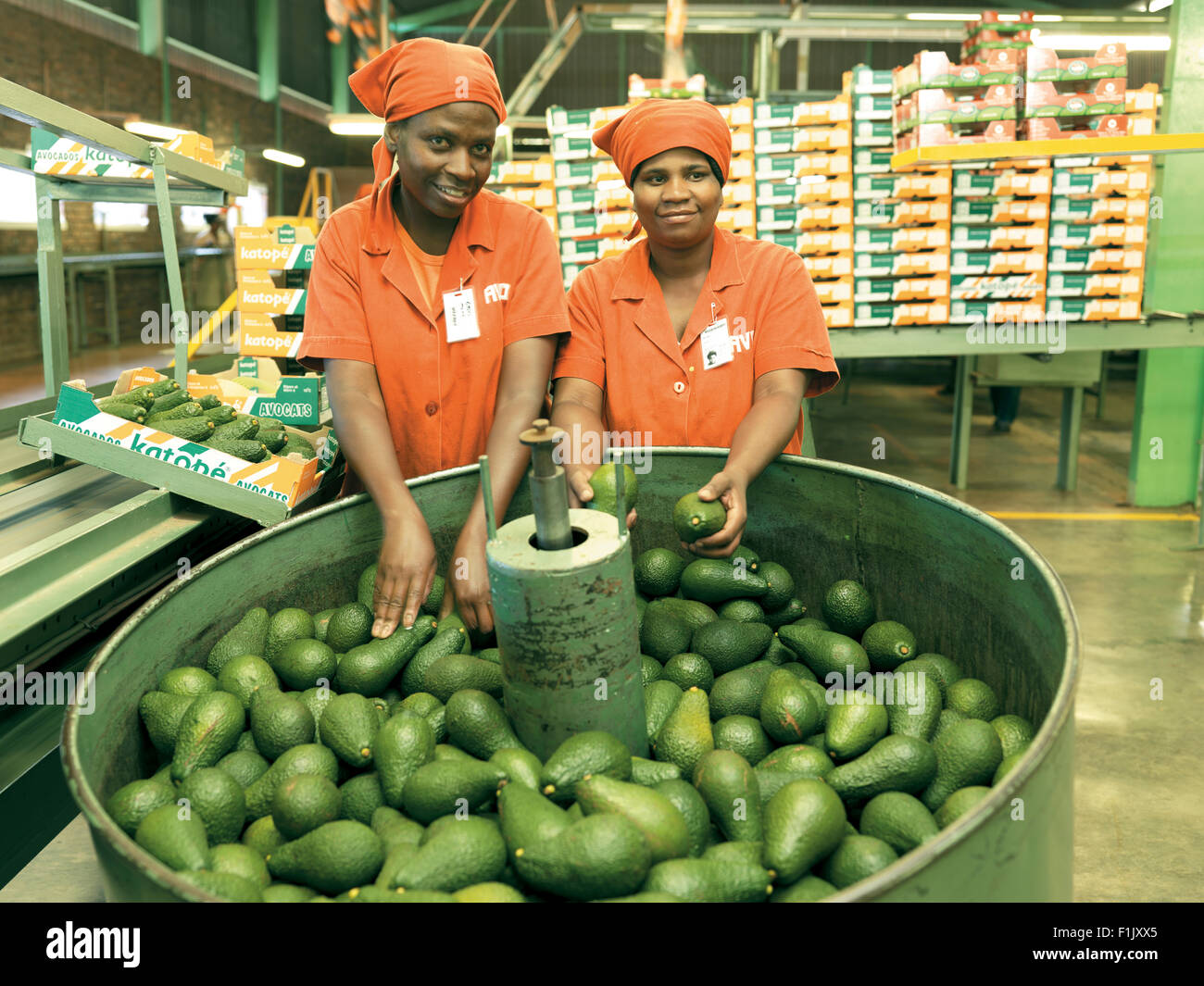 Drying of avocados after washing hires stock photography and images