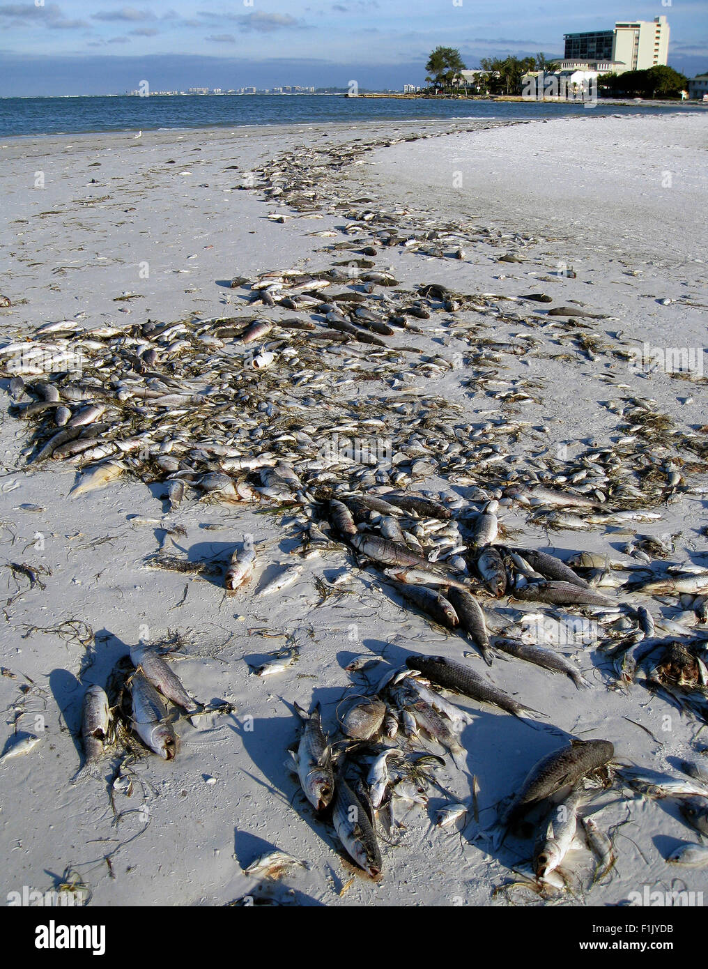 Hundreds of dead fish from the Gulf of Mexico killed by a red tide are  washed up on Siesta Beach at Sarasota, Florida, USA Stock Photo - Alamy