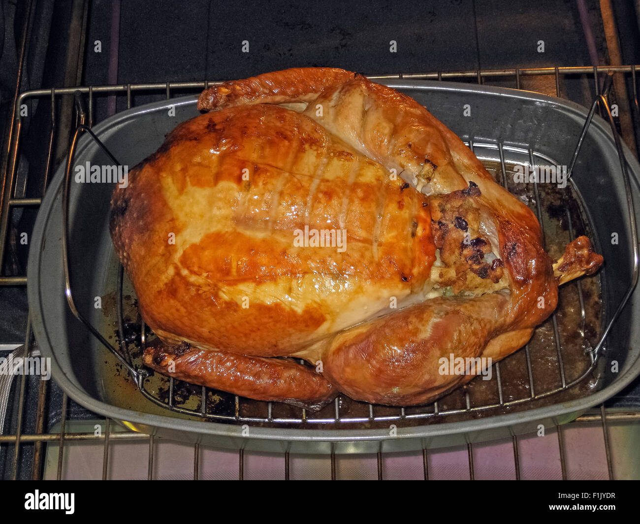 A golden oven-roasted turkey in a pan cools on the oven rack before being served at a Thanksgiving Day dinner in United States. Stock Photo