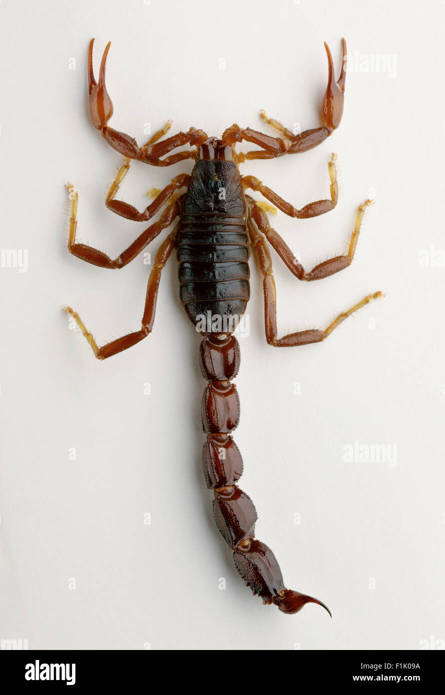 Close-Up of Scorpion Stock Photo