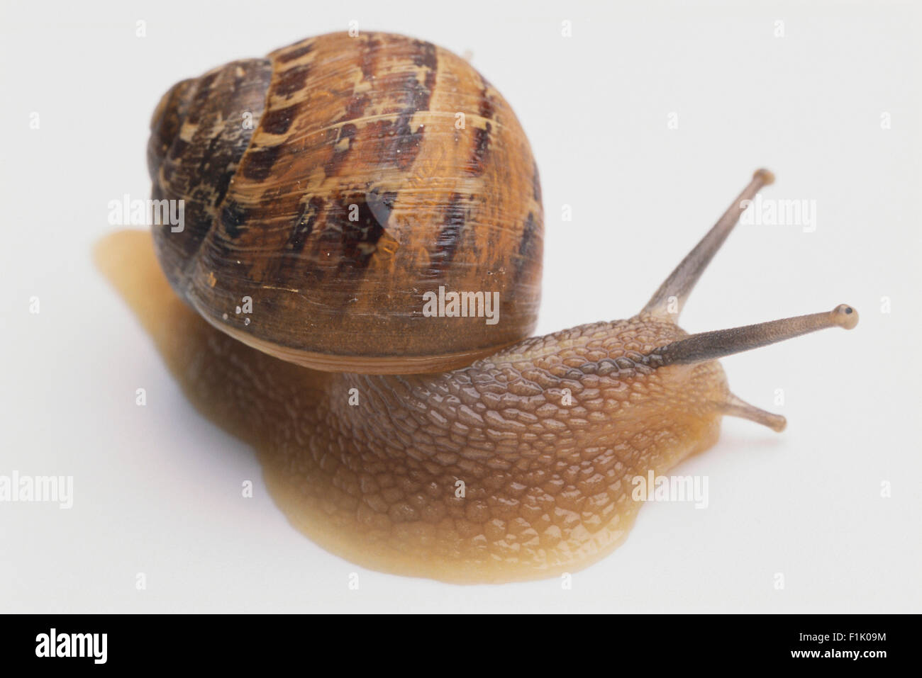 Snail hi-res stock photography and images - Alamy