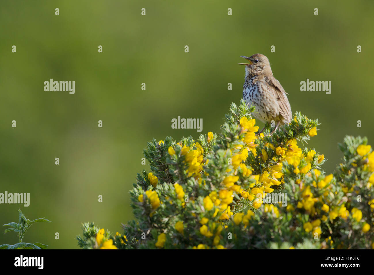 Song Thrush - singing from Gorse Bush Turdus philomelos Isle of Mull Scotland, UK BI027916 Stock Photo
