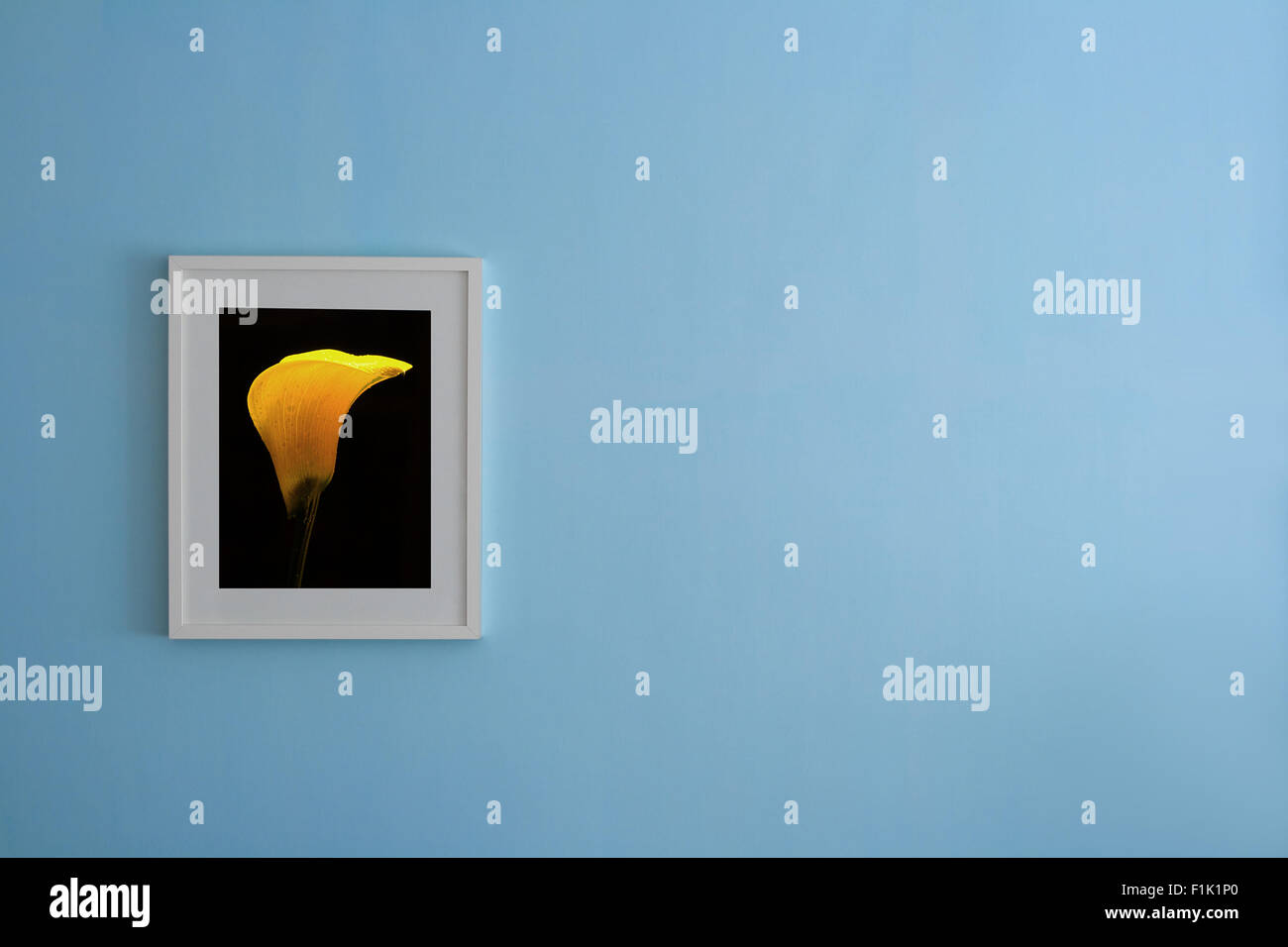 Picture of yellow flower on blue wall Stock Photo