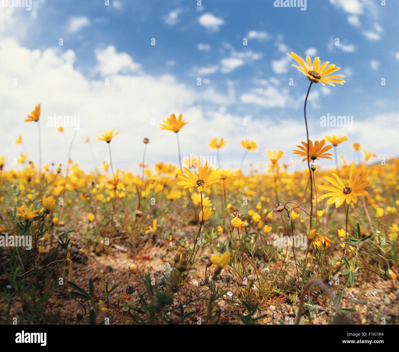 Field of yellow daisies against blue sky with clouds. Namaqualand, Northern Cape, South Africa, Africa. Stock Photo