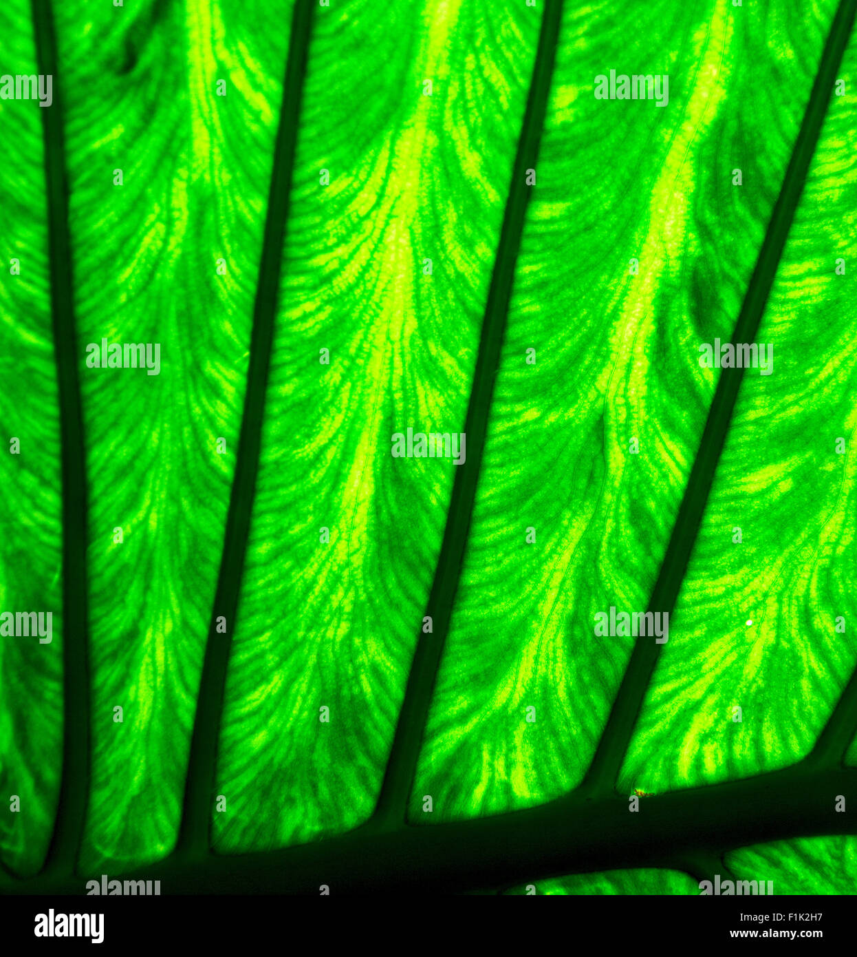 abstract background macro close up of a green black leaf and his veins ...