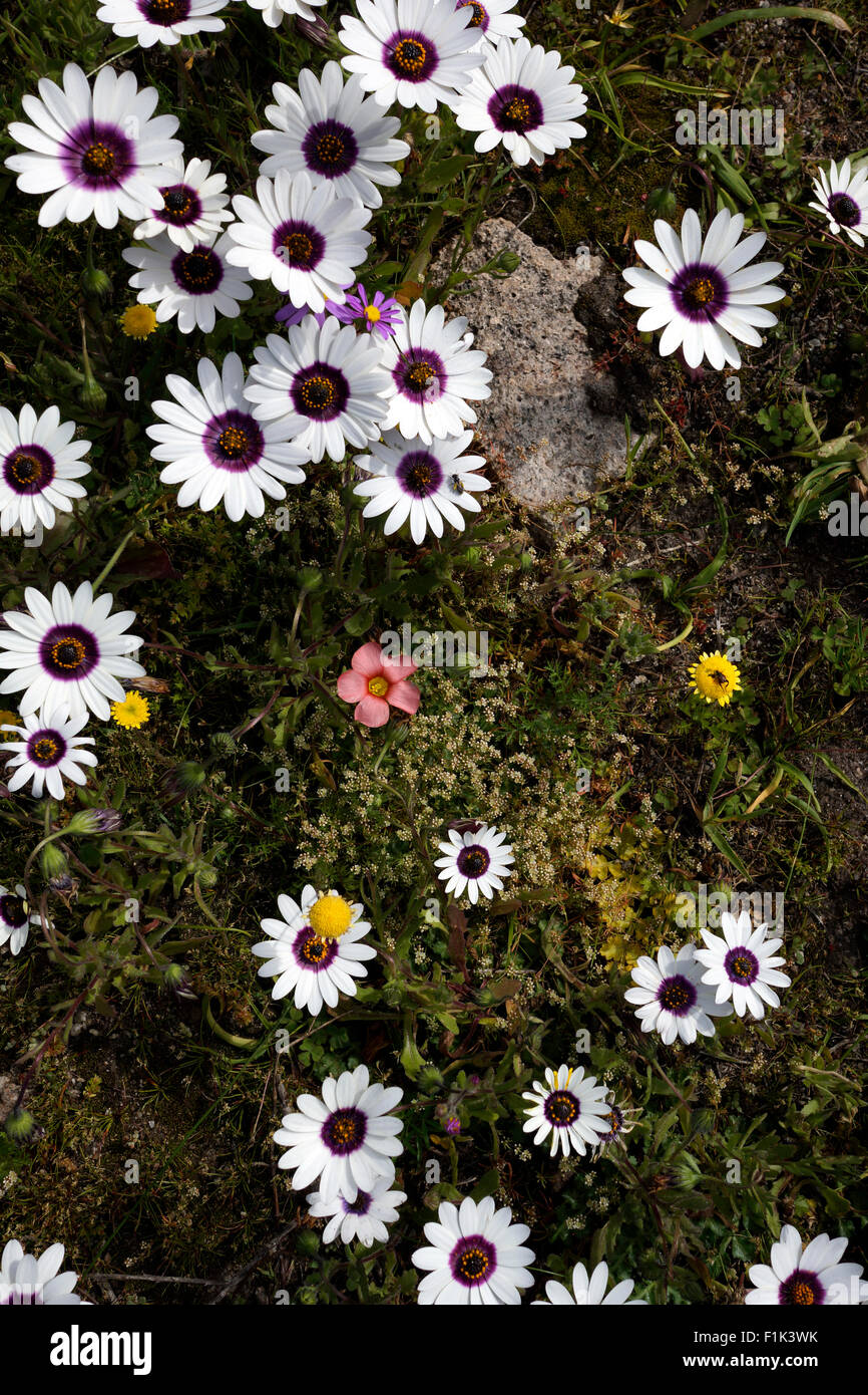 Dimorphotheca pluvialis, common names 