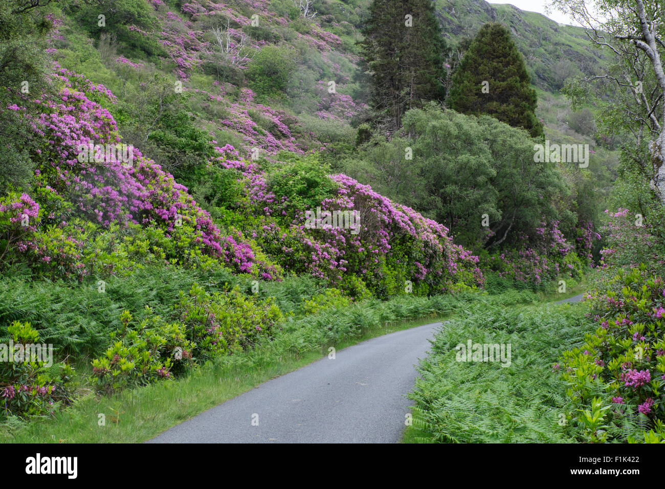 Rhododendron growing wild Isle of Mull Scotland, UK LA007568 Stock Photo