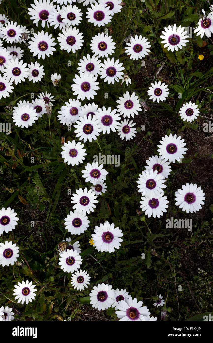 Dimorphotheca pluvialis, common names 