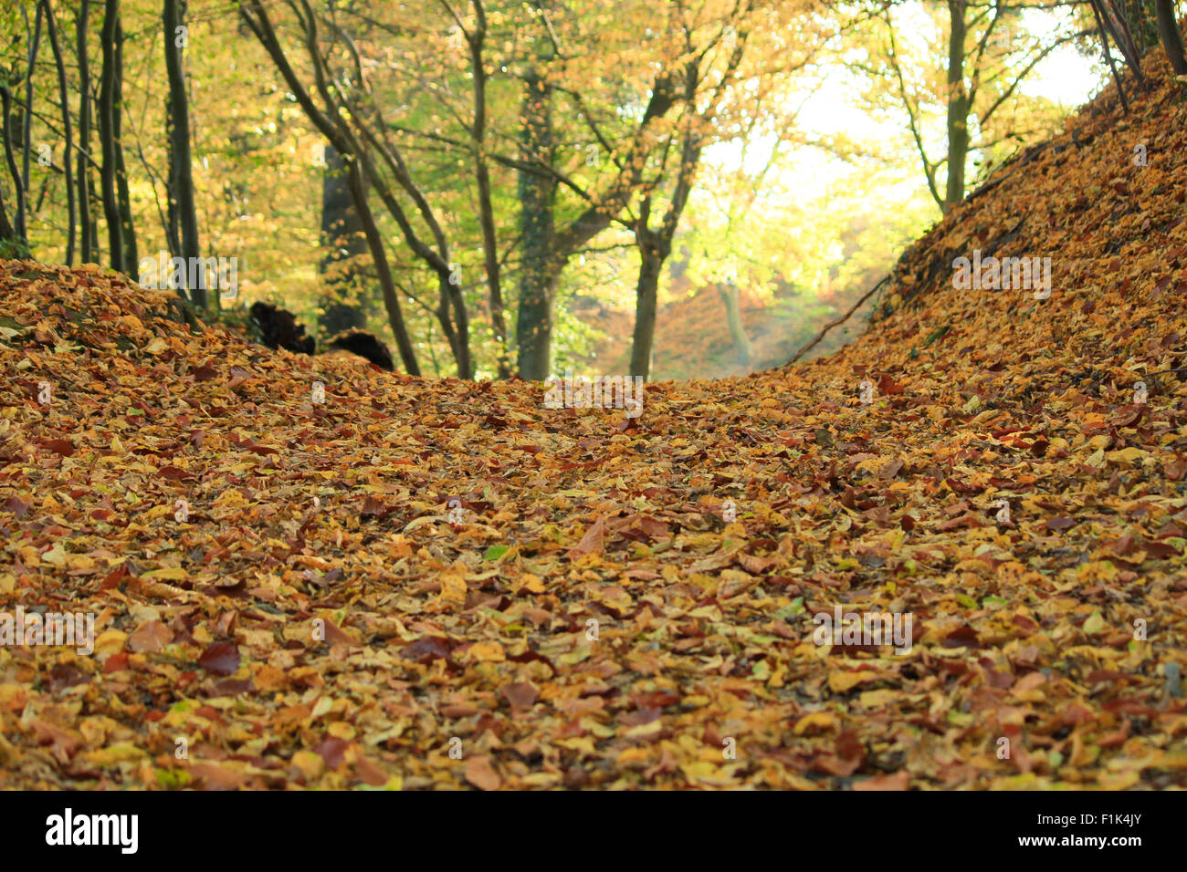 Waldboden mit Herbstlaub Stock Photo