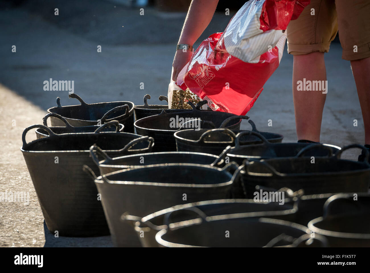 Woman preparing food for horses, putting pellet in buckets at the horse show Stock Photo
