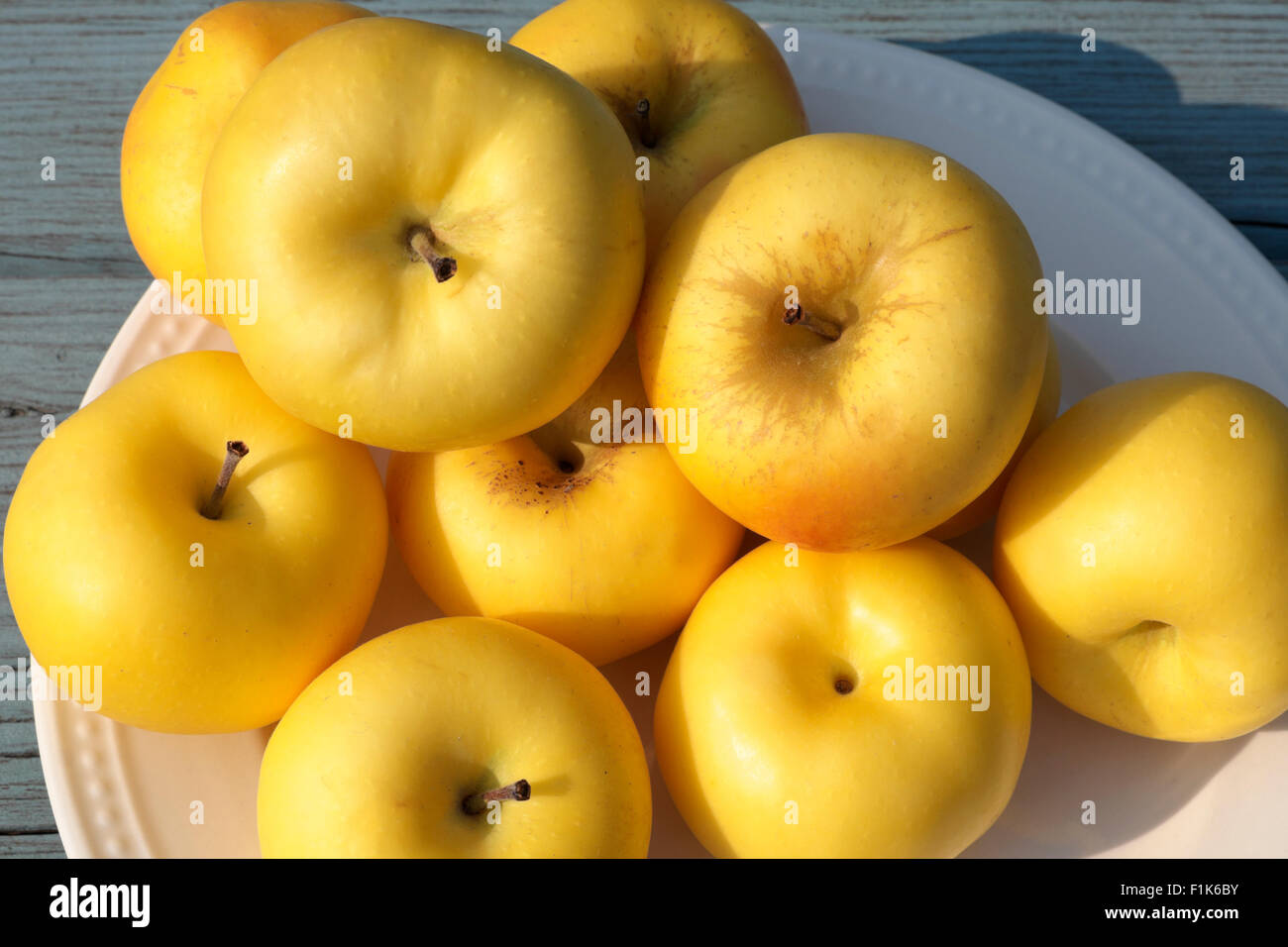 Plated Pristine apples sitting on a painted blue rustic picnic table late in the afternoon. Stock Photo