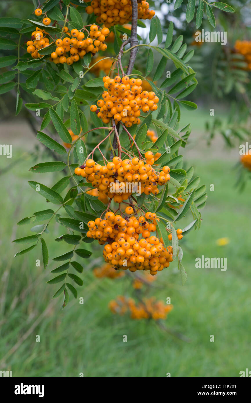 Sorbus birgitta. Rowan tree berries Stock Photo