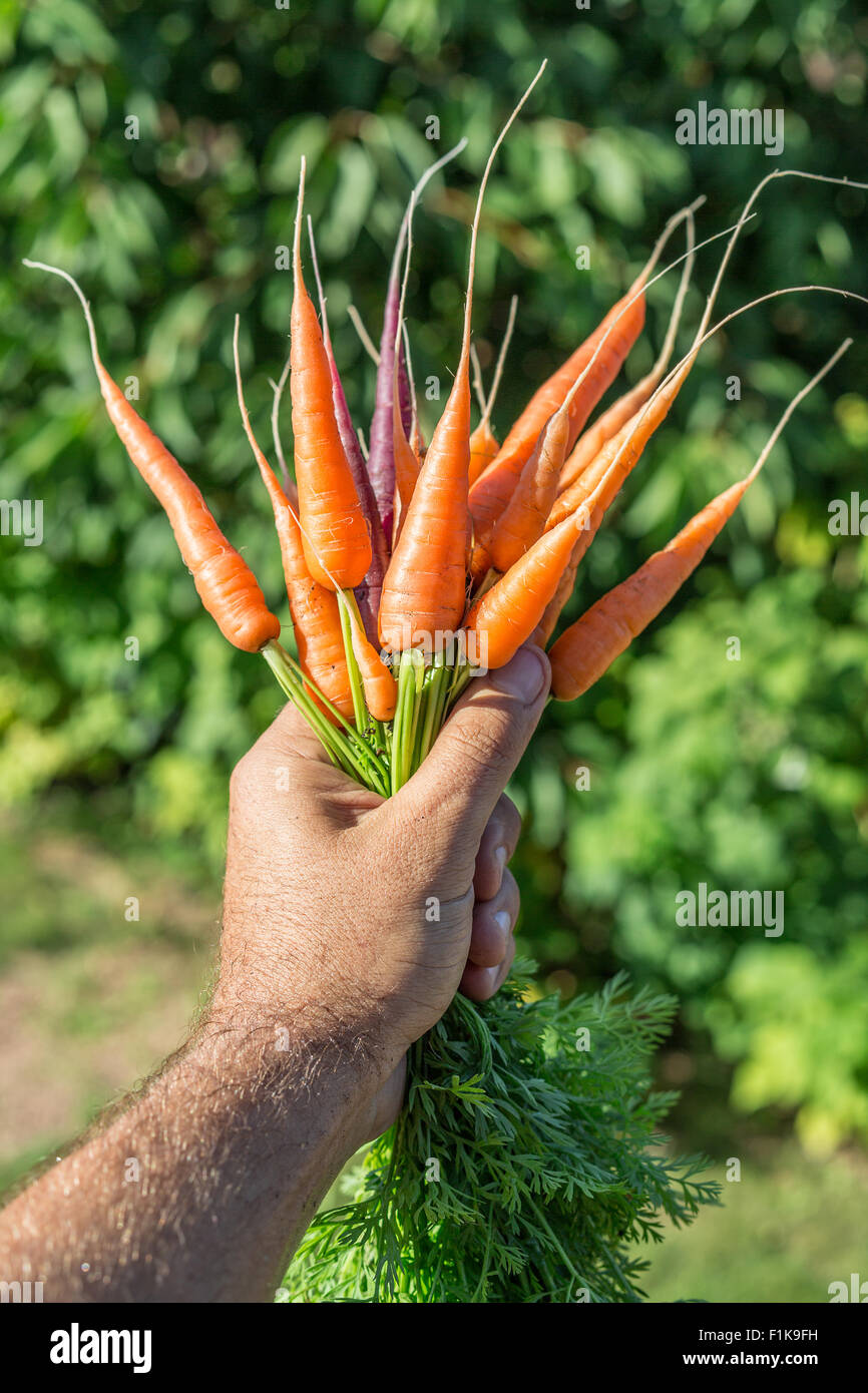 Carrots in man's hand Stock Photo Alamy