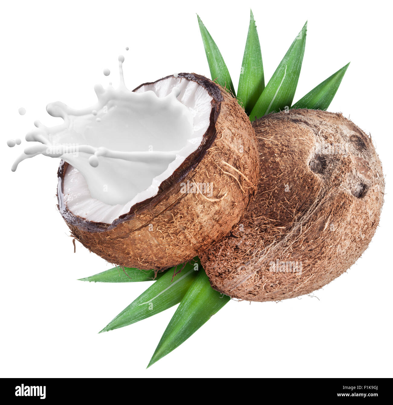 Coconut with milk splash inside. File contains clipping paths Stock