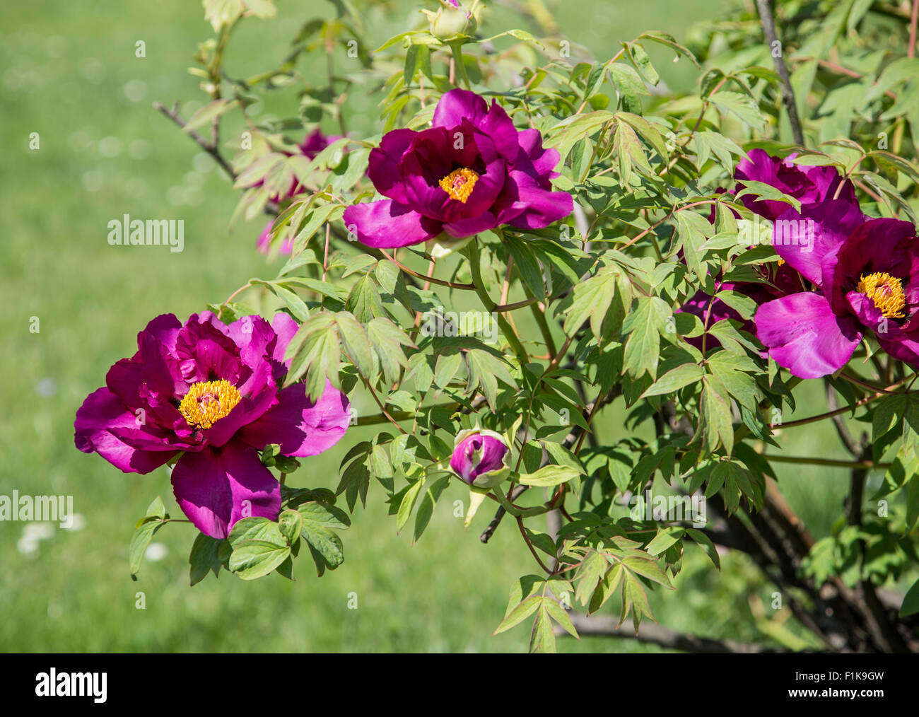 Colorful peony и bush in blossom. Close-up shot. Nature background. Stock Photo