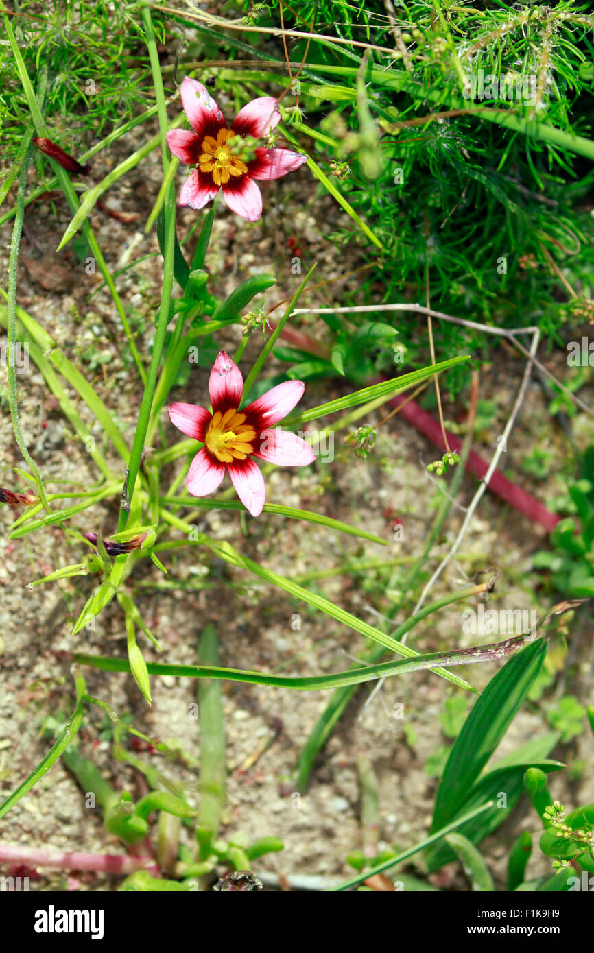 Froetang (Romulea hirsuta) flowering in the in the Postberg Nature Reserve, West Coast National Park, Langebaan,South Africa. Stock Photo