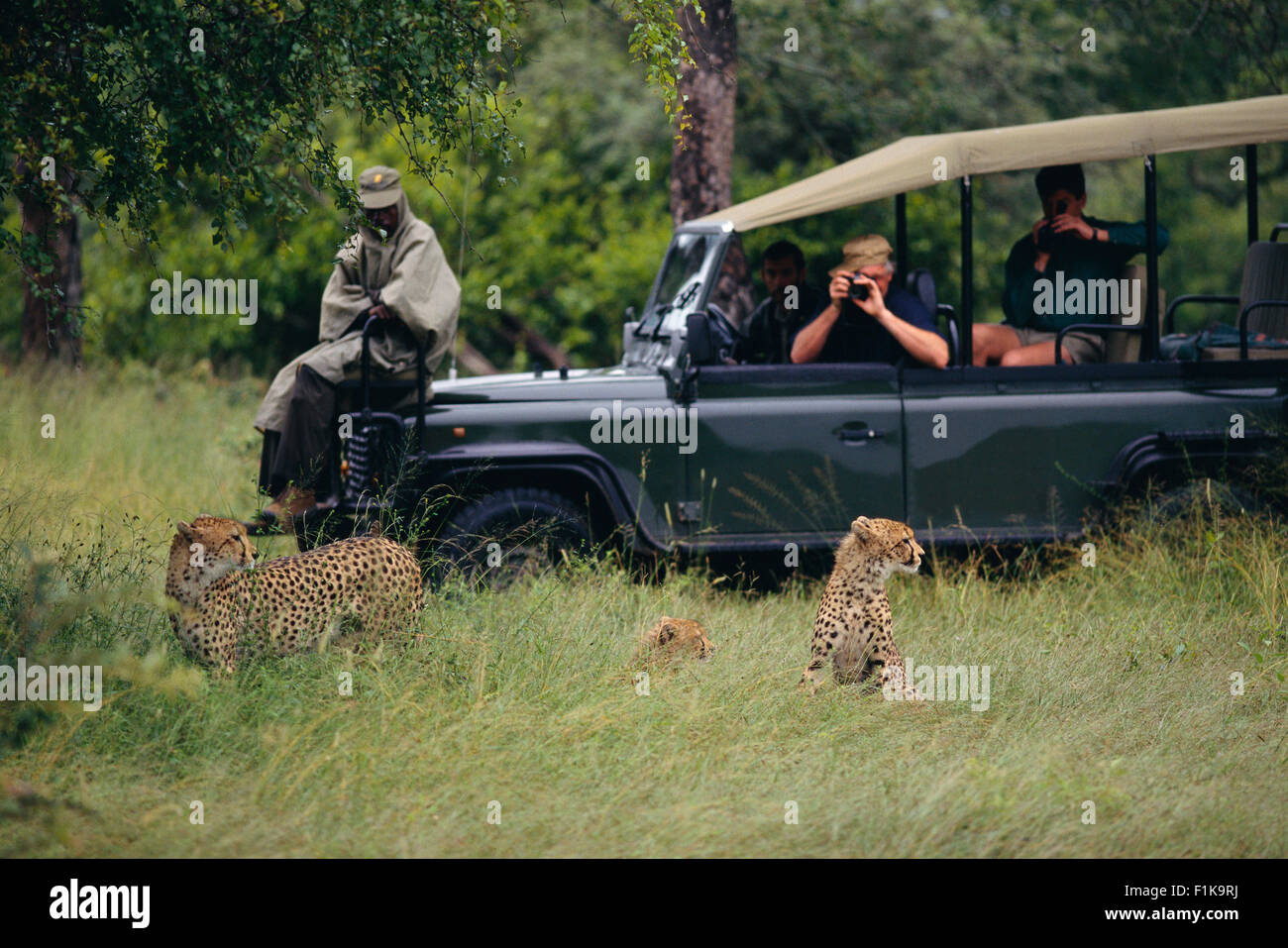 Tourists on Safari, Taking Pictures of Cheetahs Stock Photo