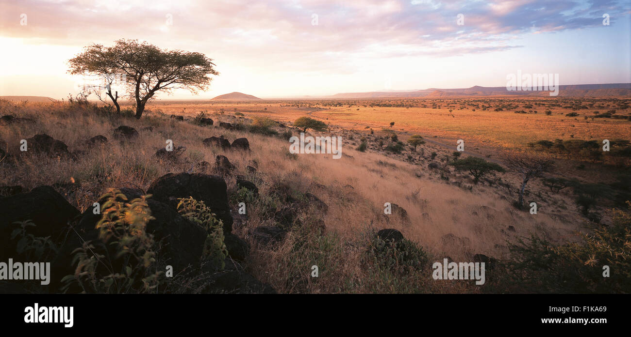 Scenic landscape with grasslands and Acacia trees. Karoo, Western Cape